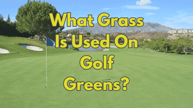 What Grass Is Used On Golf Greens